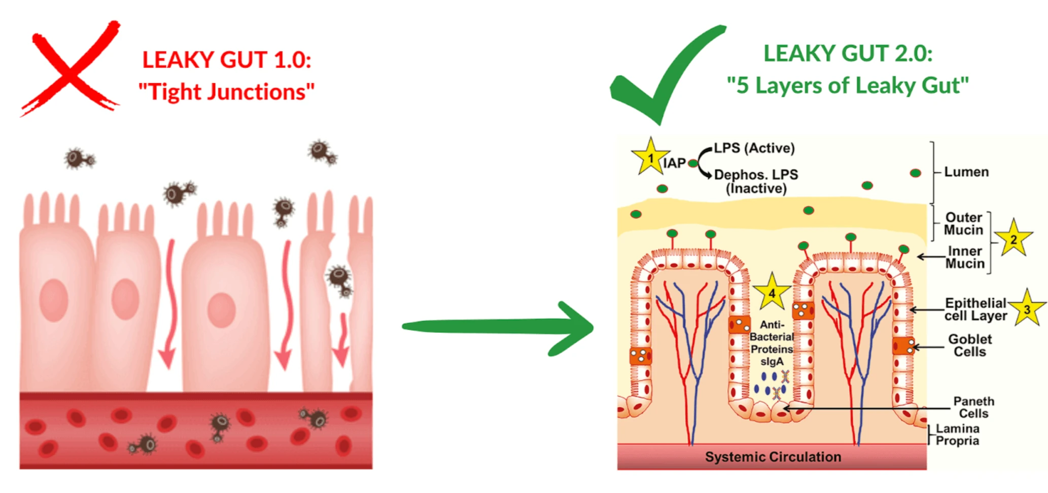 Healthy Gut 1.0